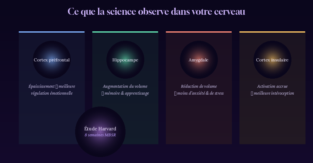 Ce que la science observe dans votre cerveau